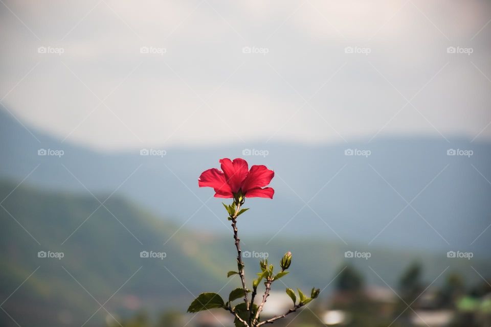 A hibiscus flower blooming, indicating the spring season