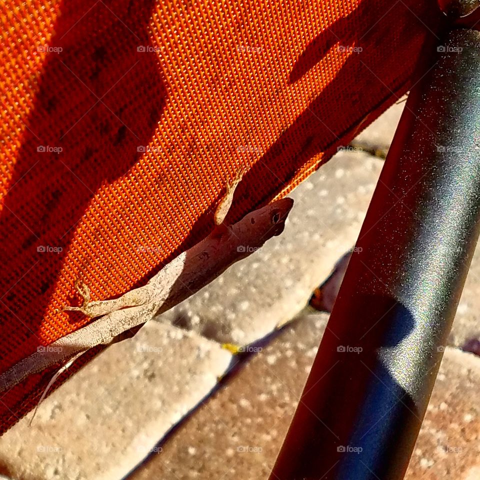 This little lizard didn't want to get off the pool chair