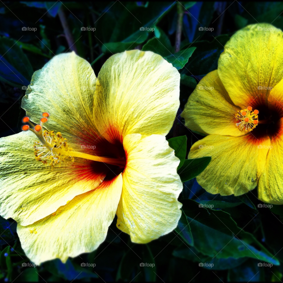 hawaii flowers yellow by MikeRattet