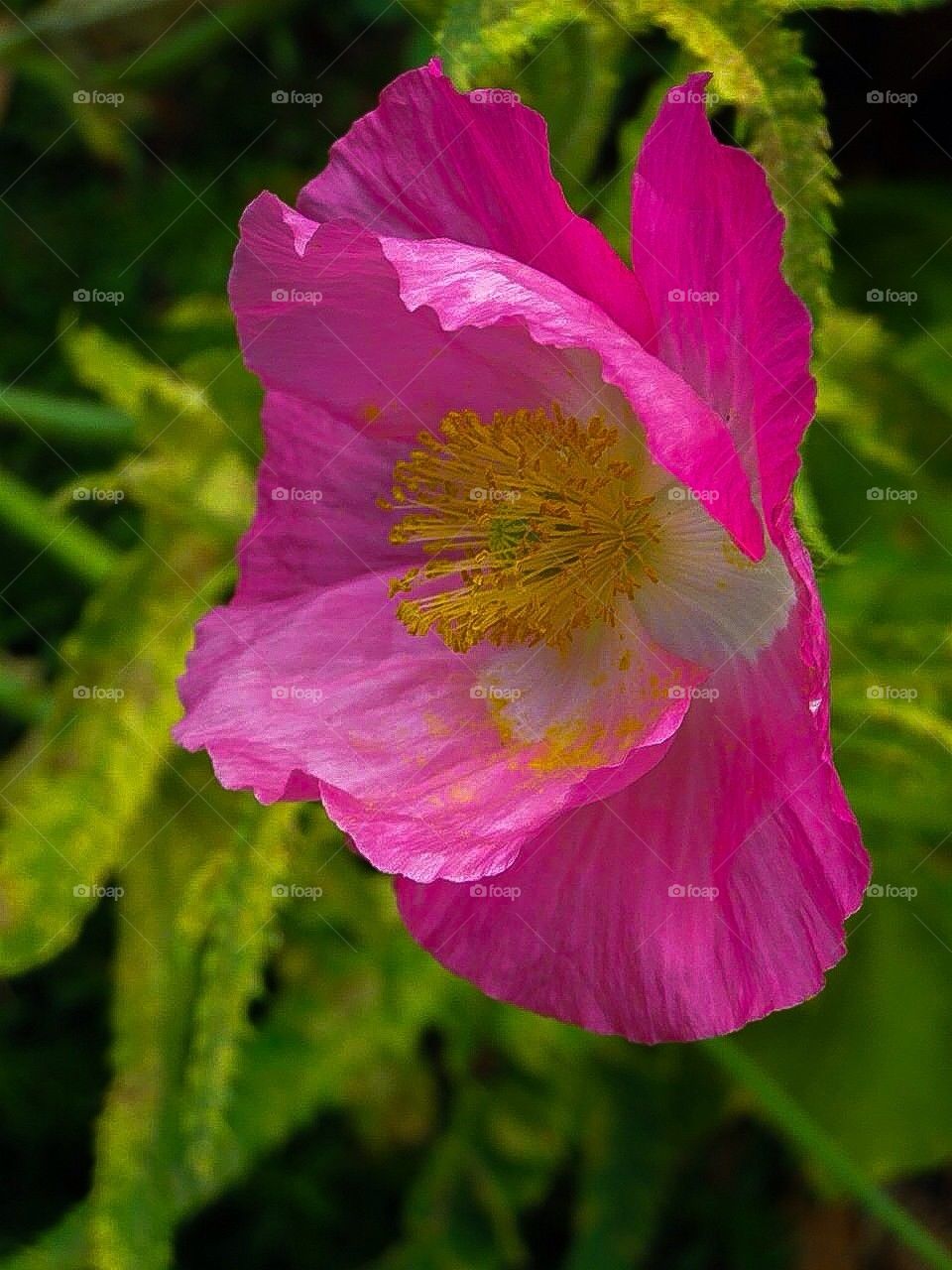 Pretty in pink