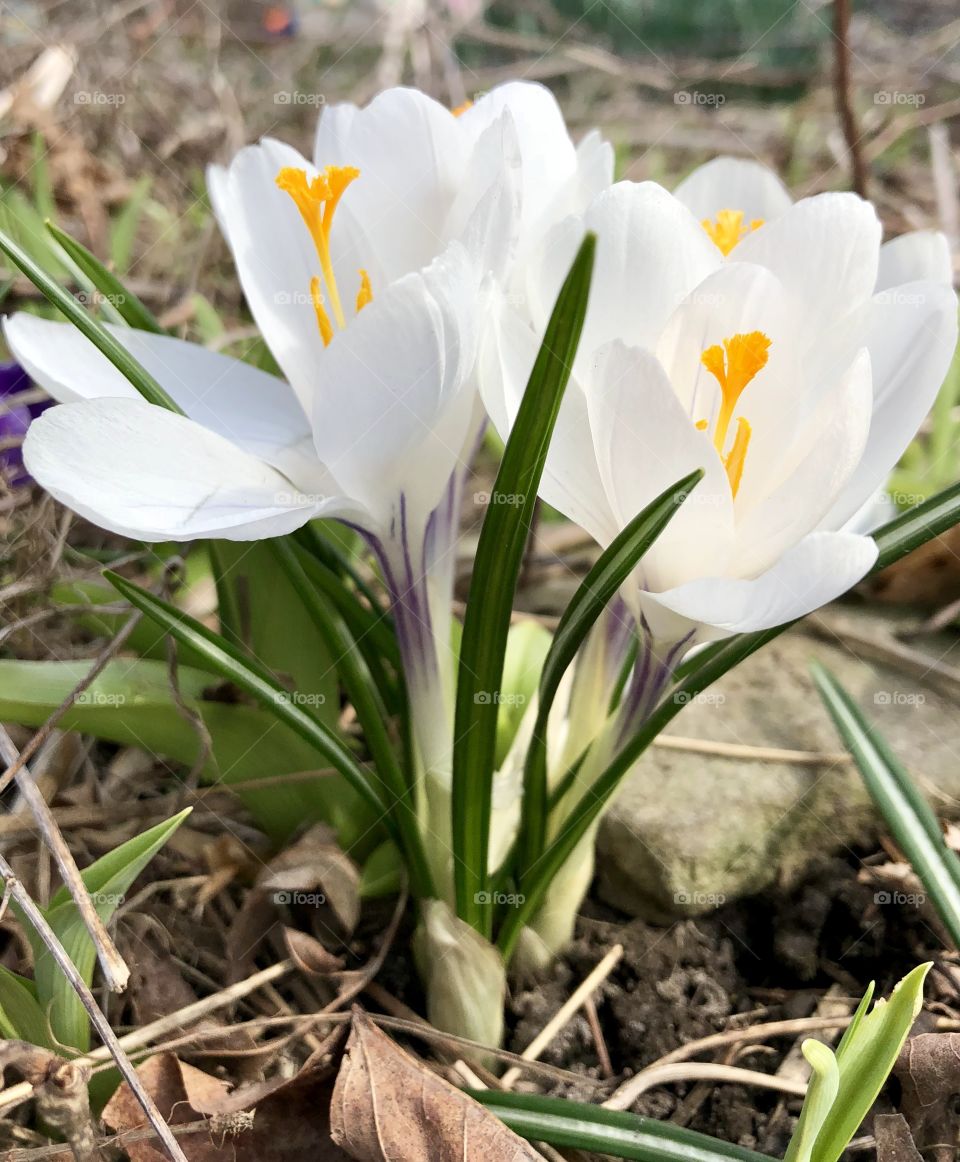 White Crocus