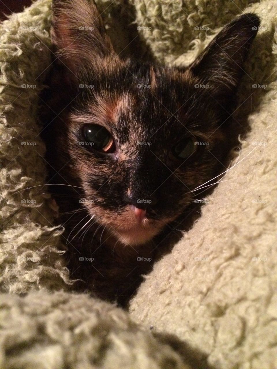 My baby Nala before she died at 6 months due to birth defects. My cute little cuddle bug whom I will miss forever. 