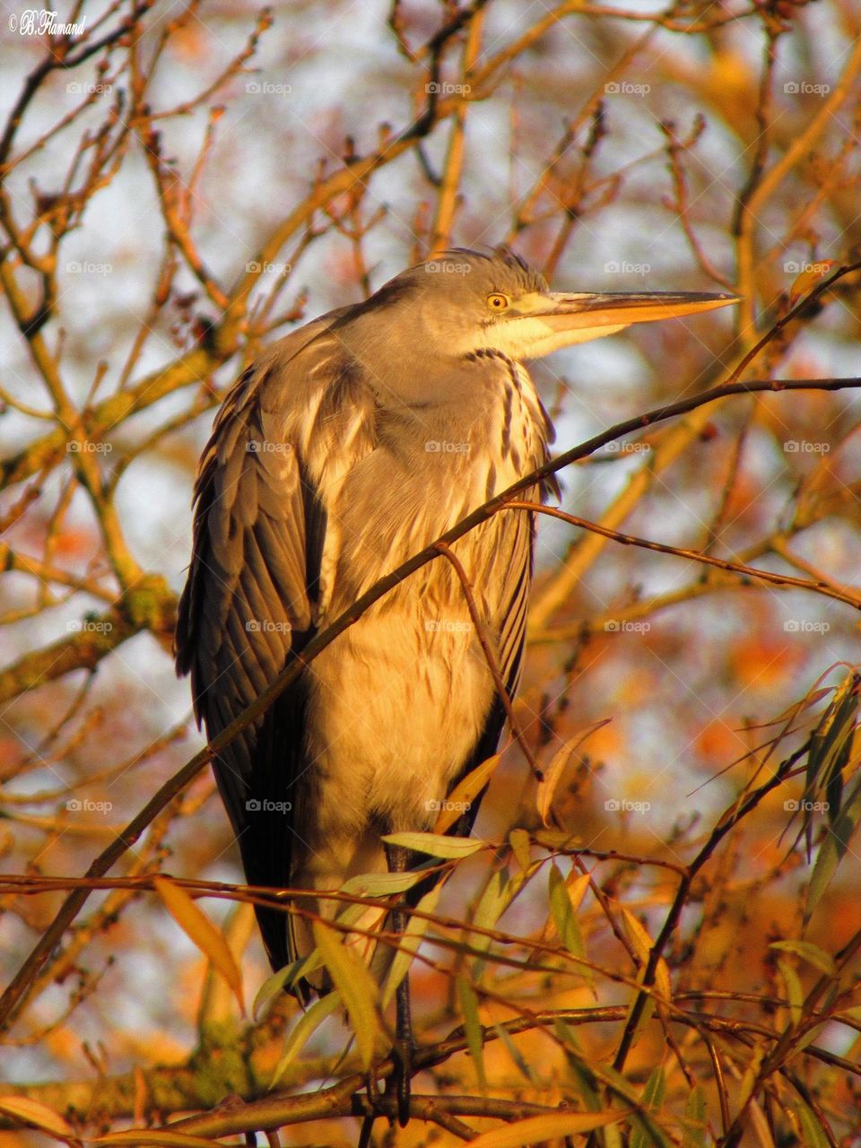 Perched!