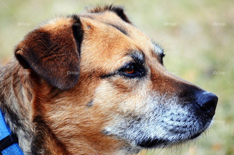 Close-up of a dog's head