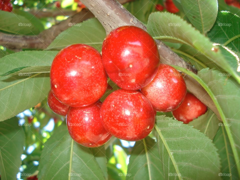 Cherries