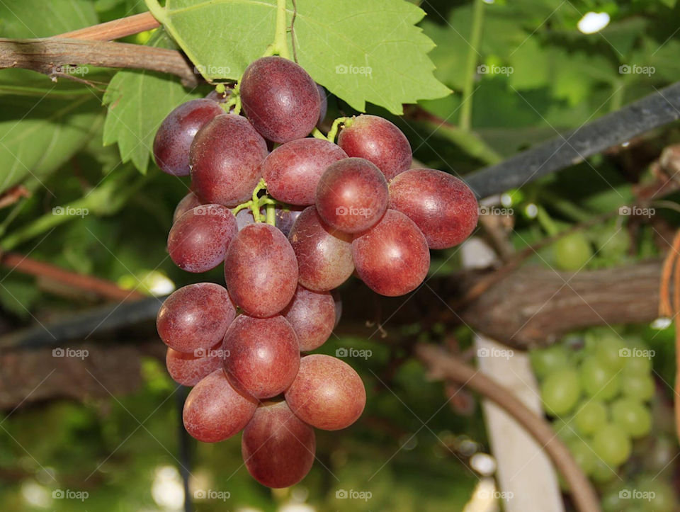 Grapes 