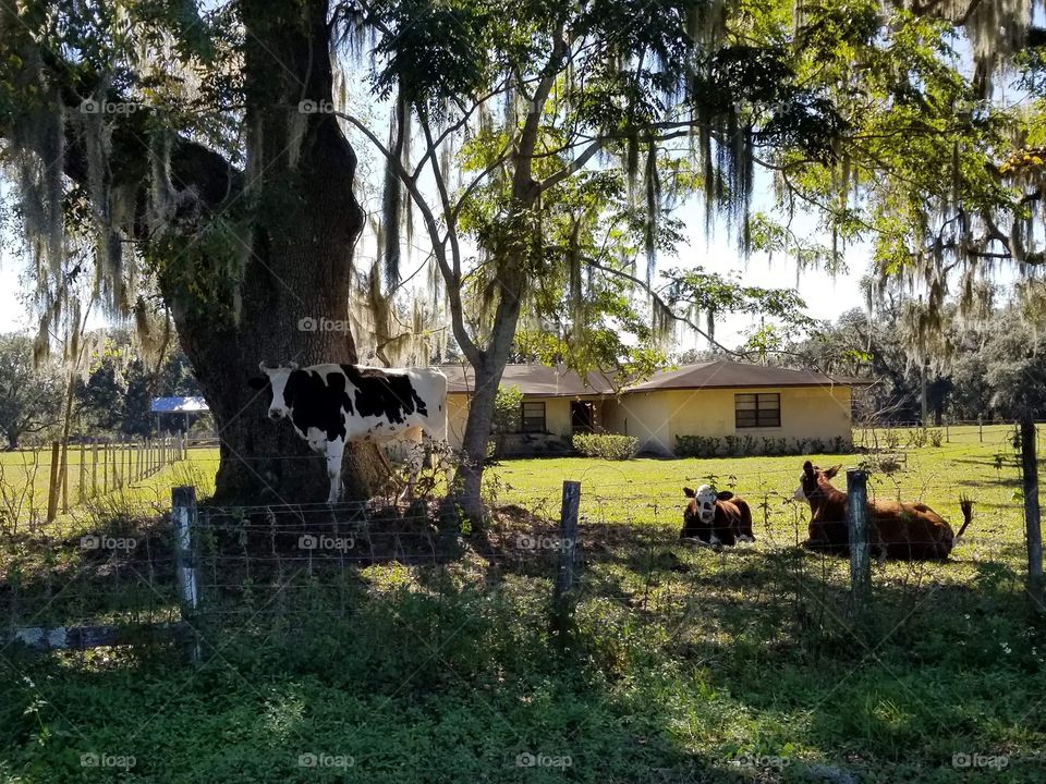 Group of cows 