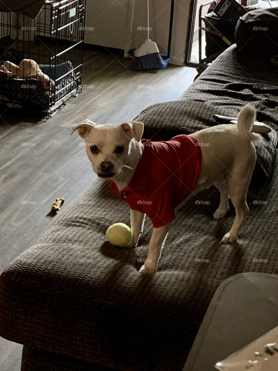 Jack Russell Terrier playing with ball