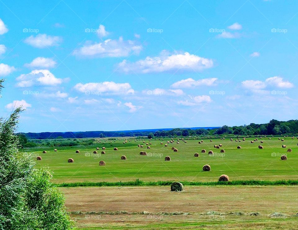 Countryside in summer.  A field that has been cleared and a green field corn on which haystacks are being dried.  Green trees on the horizon.  Above the field blue sky with white clouds