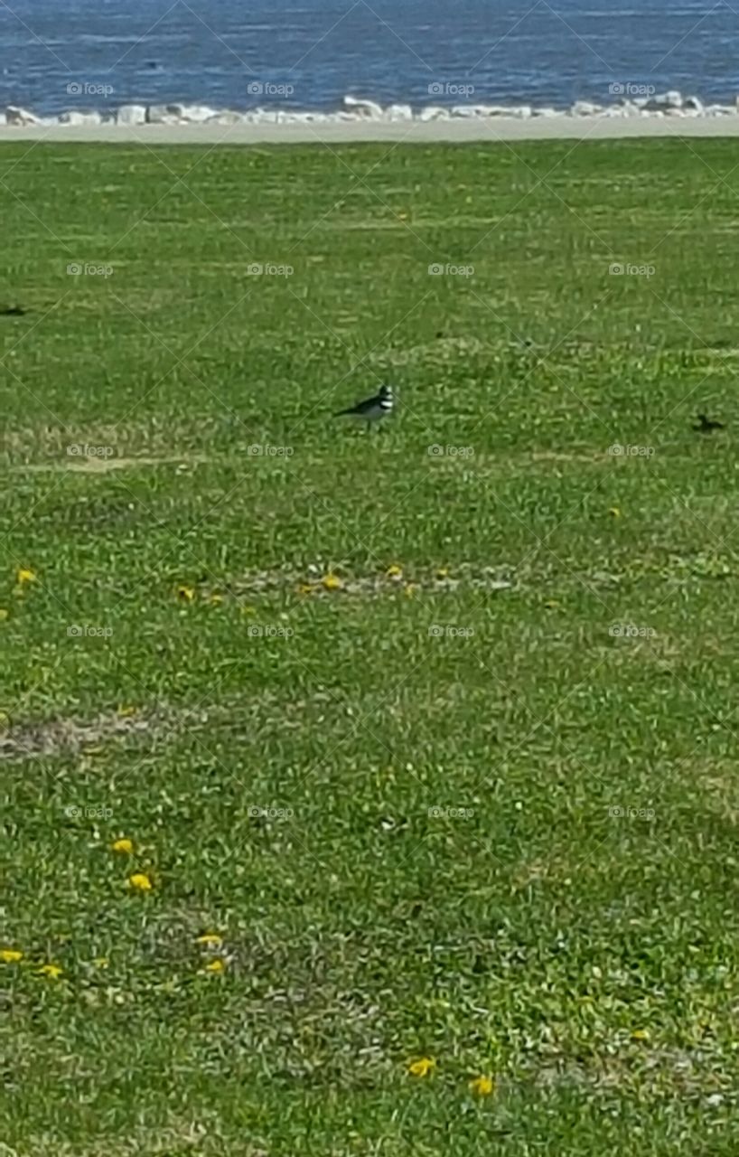 Birds in the grass
