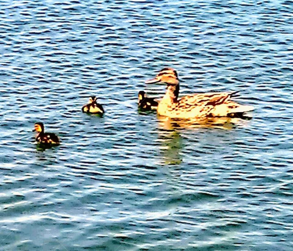 Mama duck with babies on urban lake