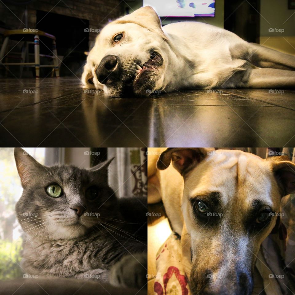 pet collage