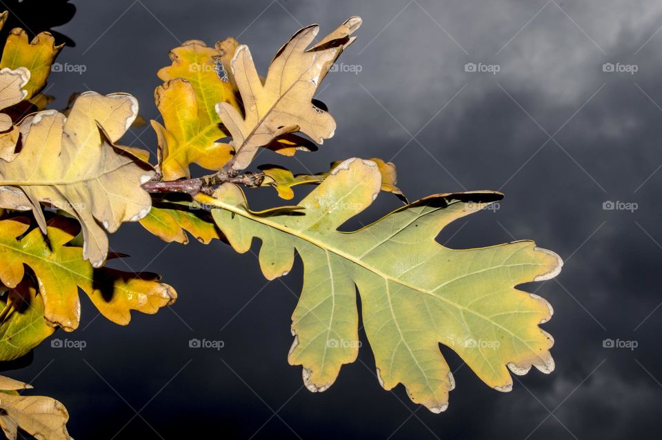 Oak branch against the background of clouds