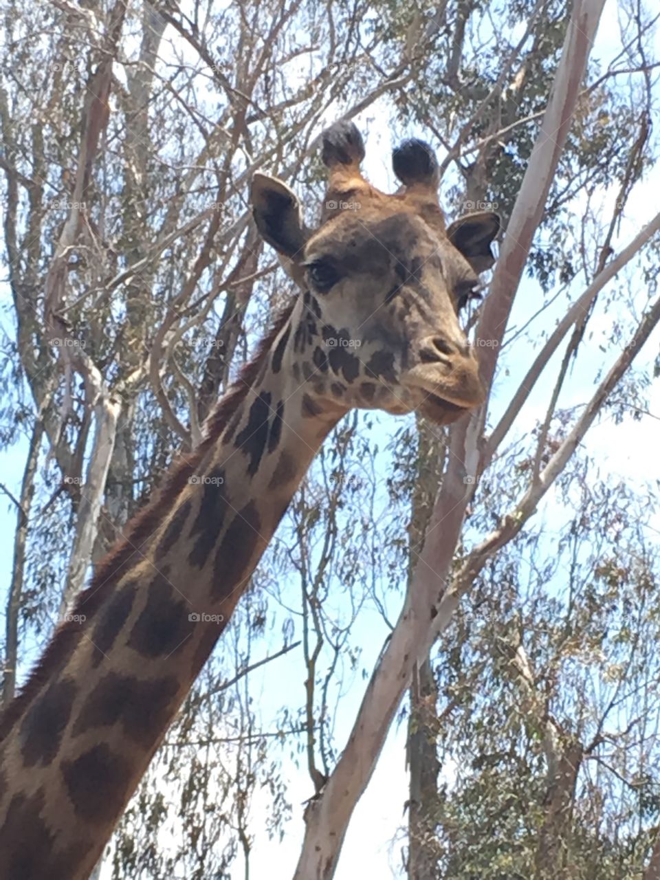 Spending beautiful day with giraffe 
