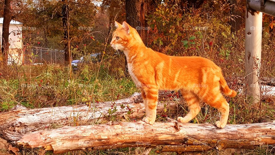 "Rusty" my great orange hunter and loving companion