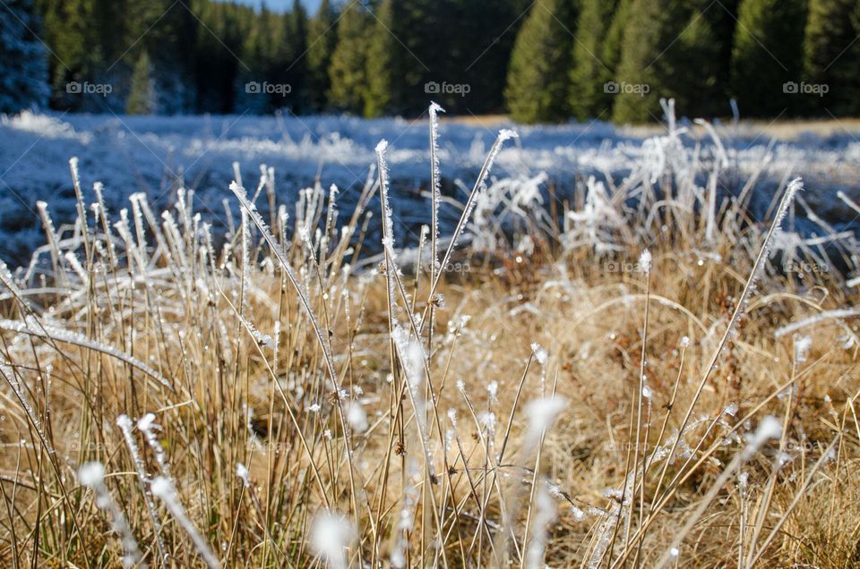 Frosty Marvels:Nature's Ice Artistry