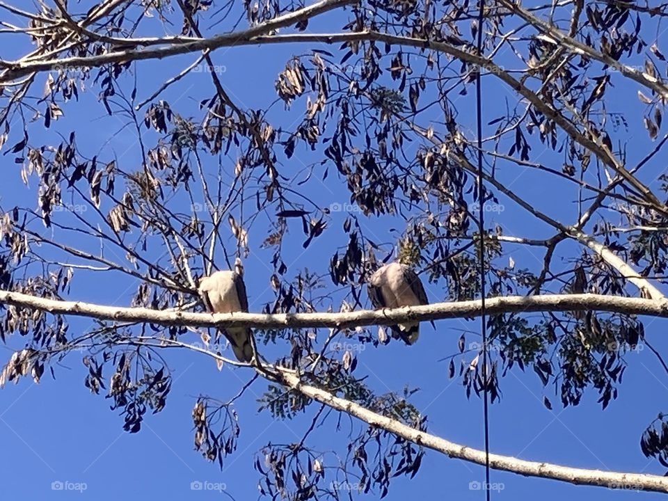 Pombas no alto, empoleiradas em um galho de árvore. No momento com as cabeças escondidas coçando, talvez higienizado seu corpo. Fundo com céu extremamente azul.