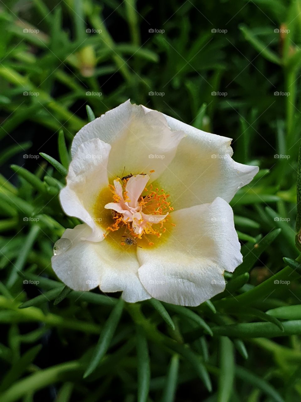  Portulaca Grandiflora or Moss-rose