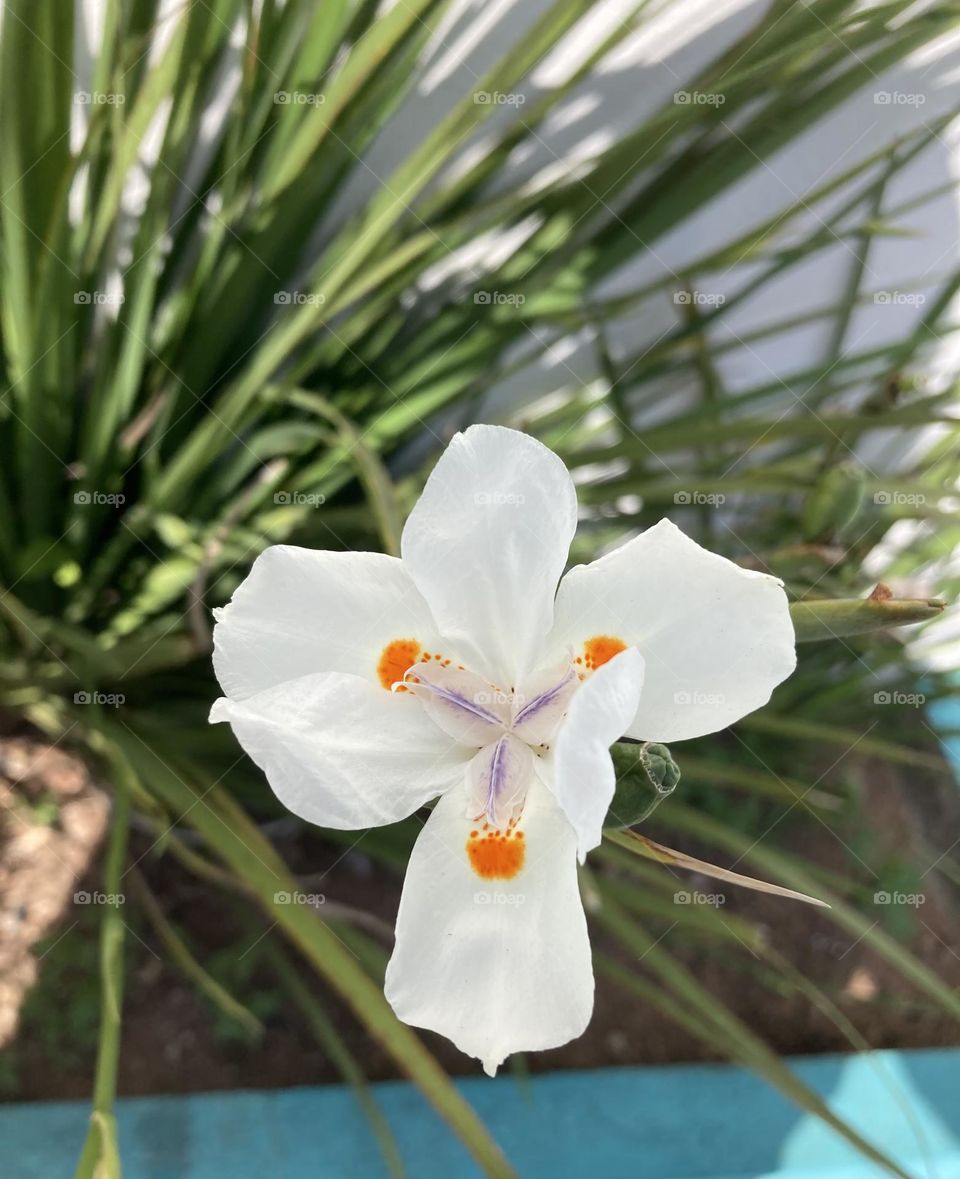 🌹 🇺🇸 Very beautiful flowers to brighten our day.  Live nature and its beauty. Did you like the delicate petals? / 🇧🇷 Flores muito bonitas para alegrar nosso dia. Viva a natureza e sua beleza. Gostaram das pétalas delicadas? 