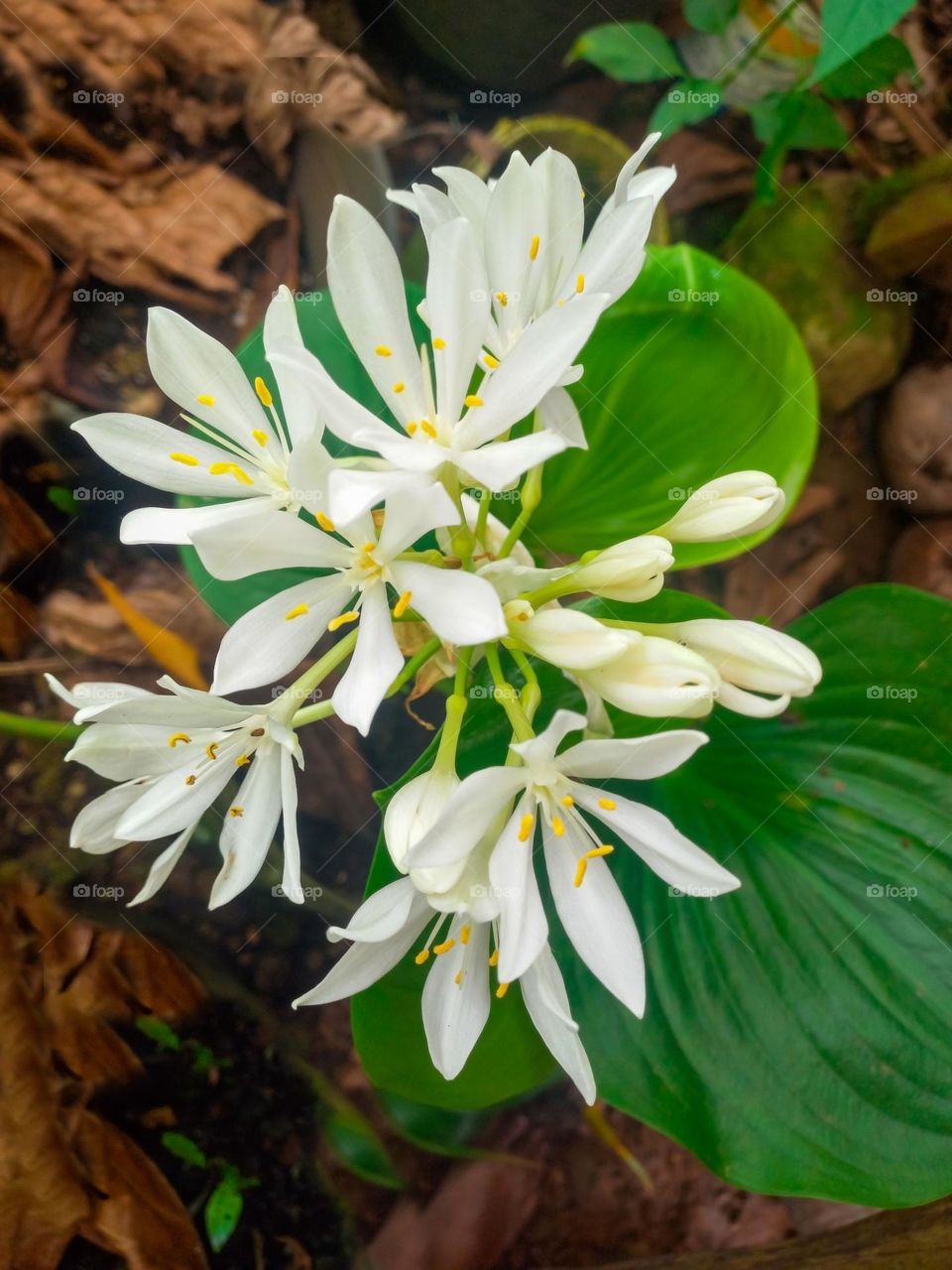 beautiful white flower