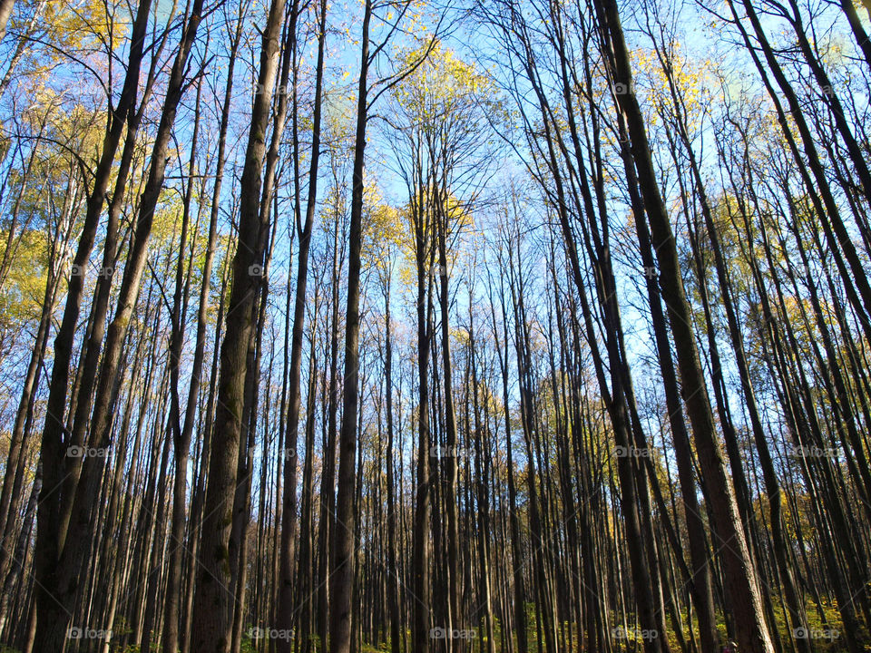 Fall forest in Moscow