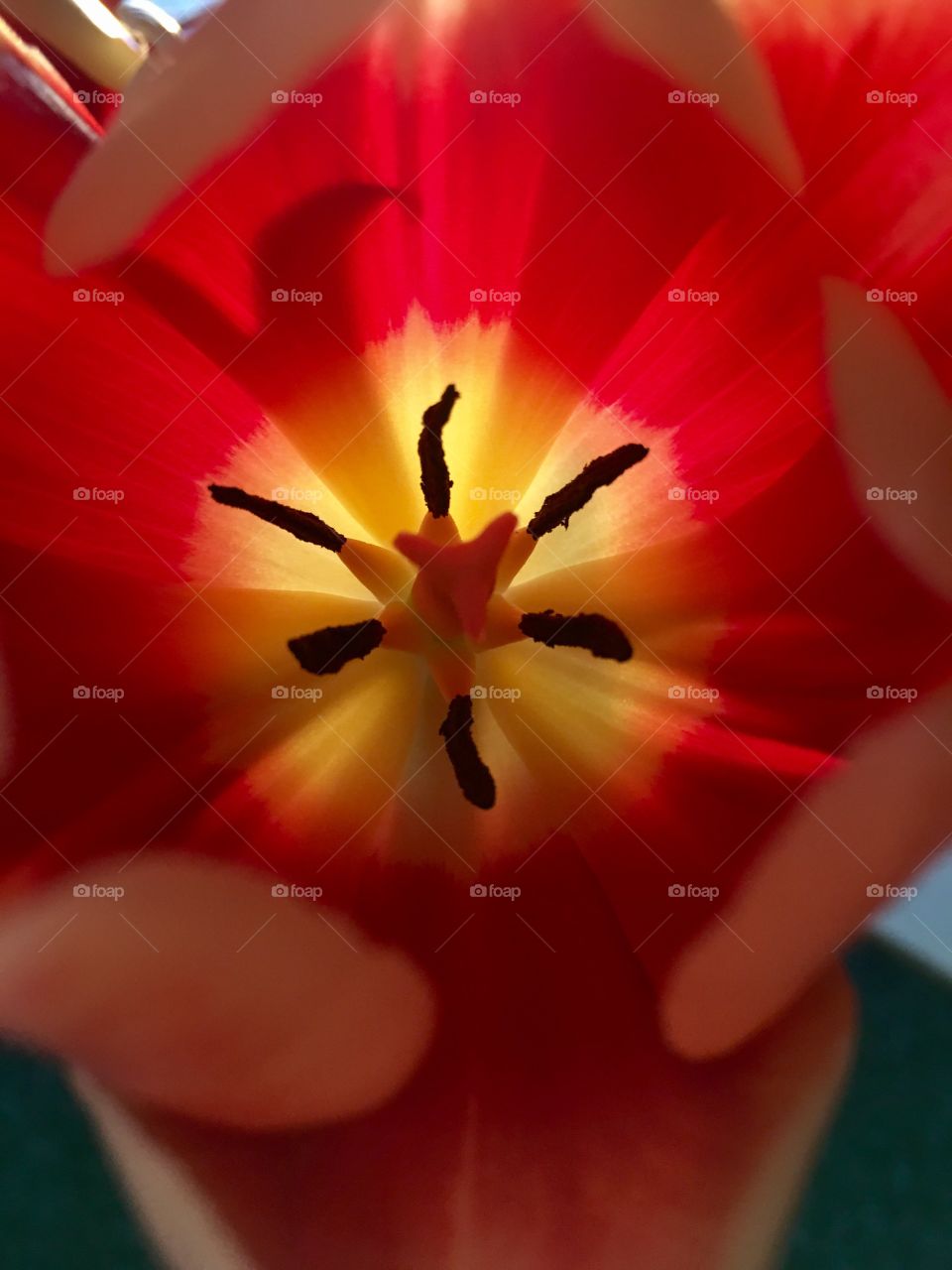 Tulip with sunbeam running through... that's a wonderful sign of springtime!! 