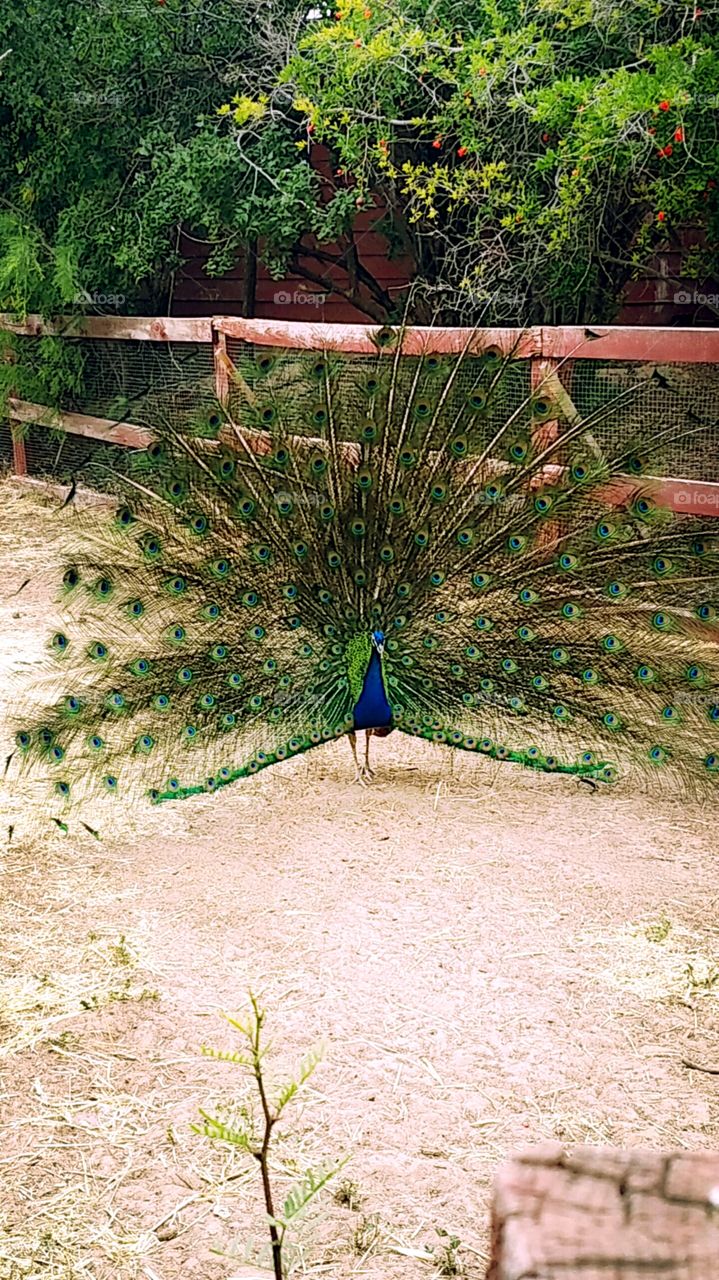 peacock