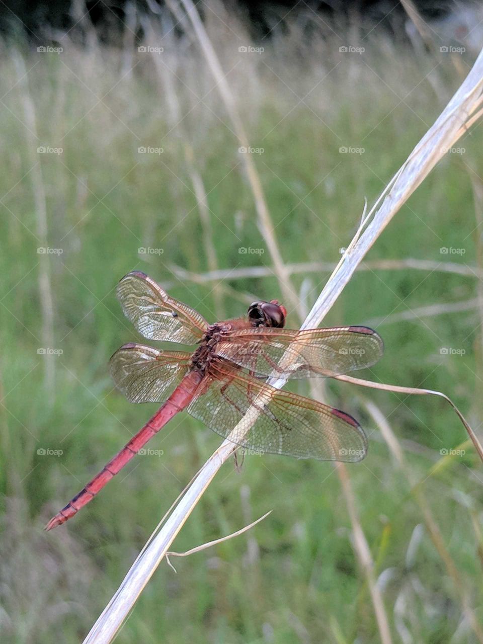 Dragonfly