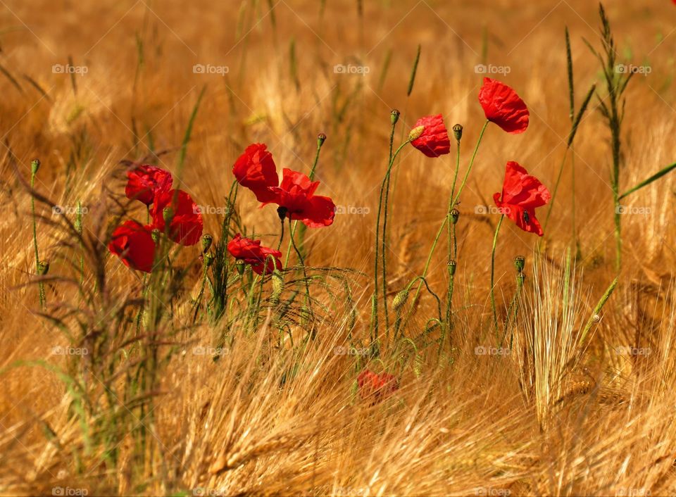 poppies