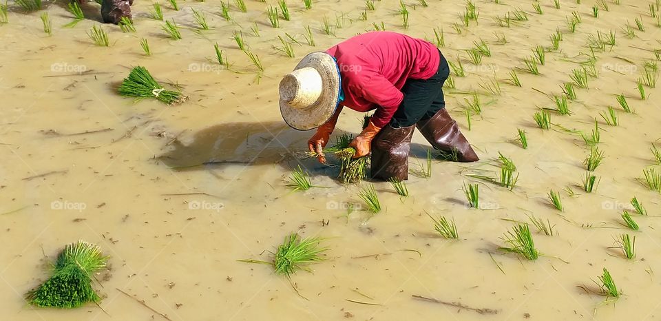 Farmers planting rice. grow rice. Thailand.