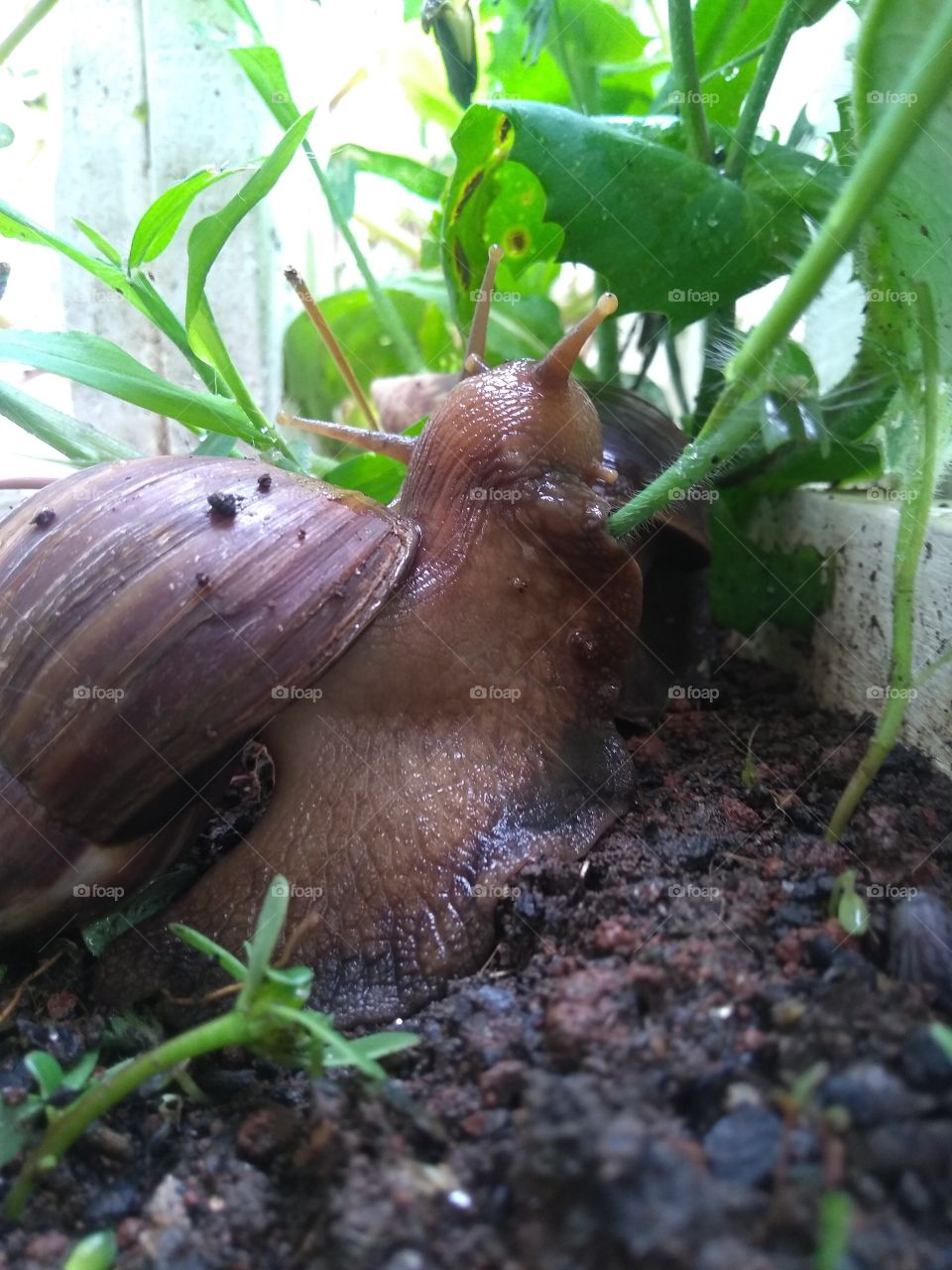 A close-up of a Snail out of its shell eating a leaf of grass in a garden