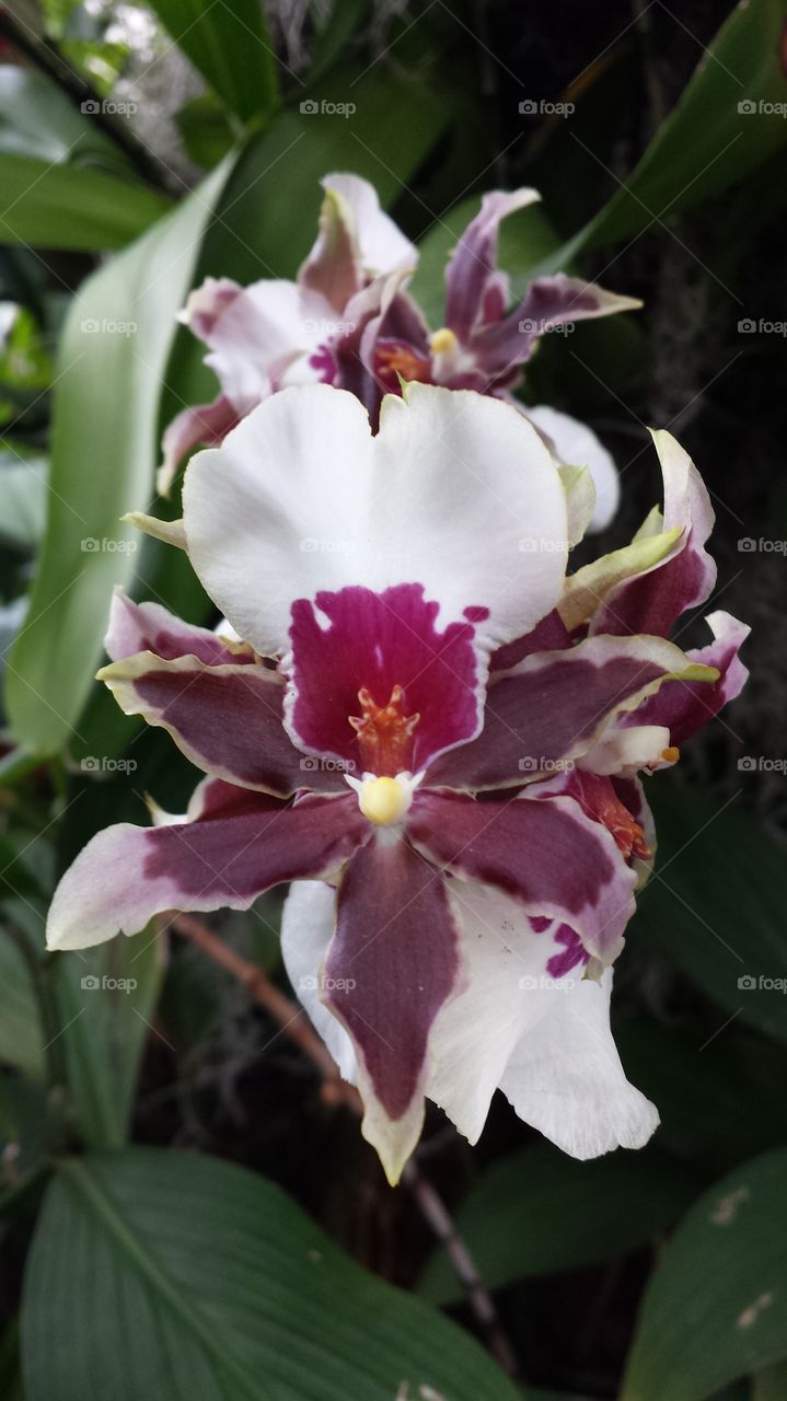 Orchid at Orchid show. Maroon and white Orchid at an Orchid show