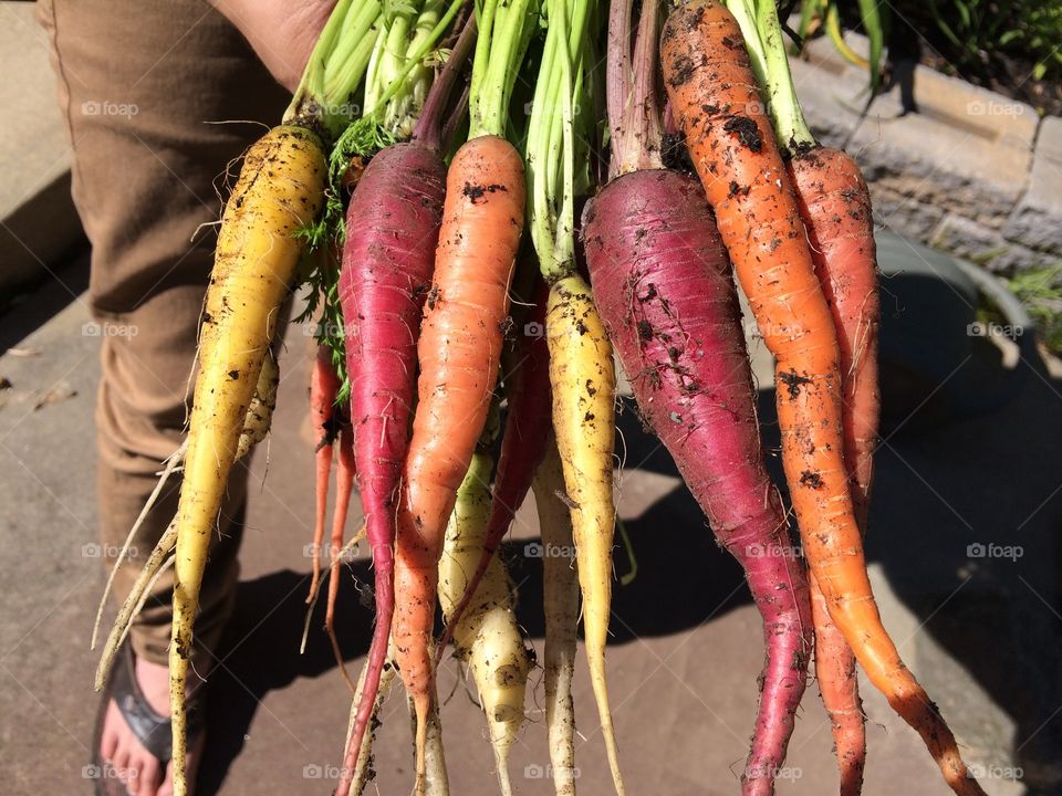 Picking multi-colored carrots