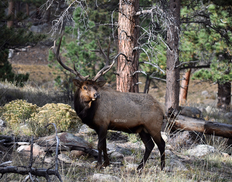 Elk