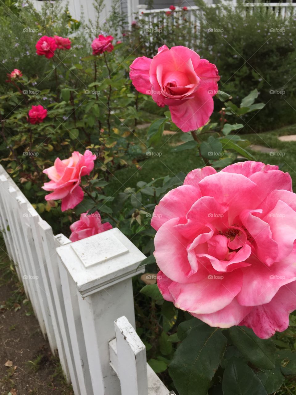 White picket fence and rose garden
