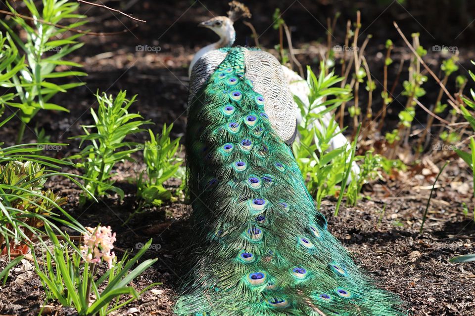 The magnificent peacock 