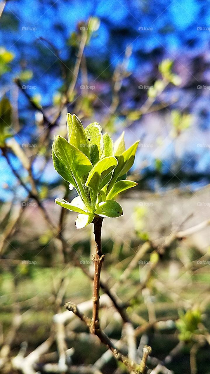 spring leaves blooming