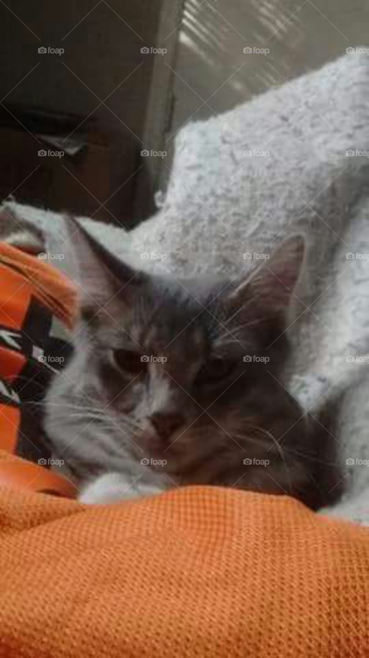 our kitty, Sunshine :)