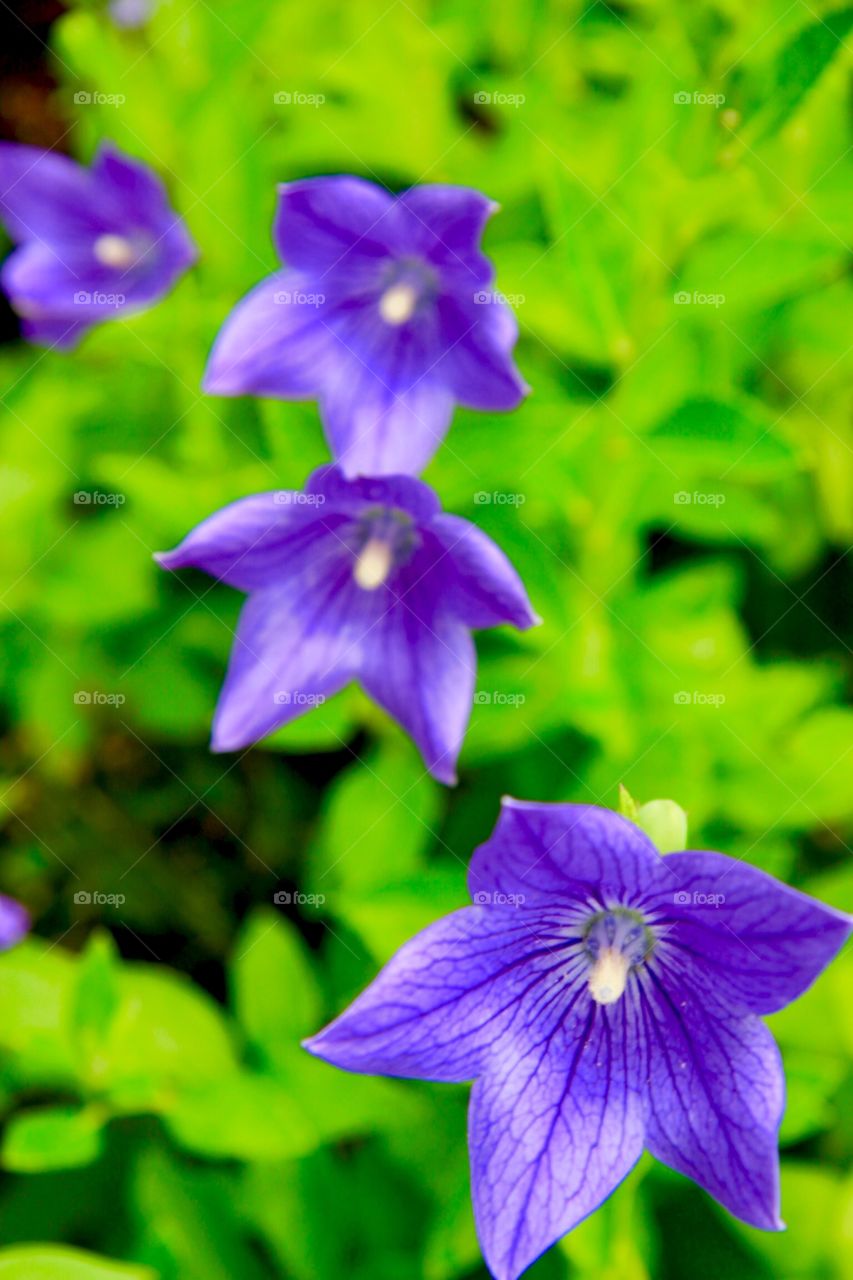 Flowers in Detail 