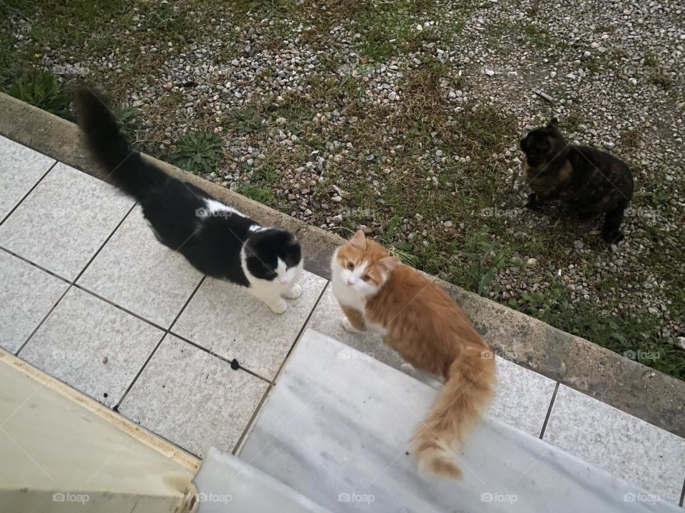 I took this beautiful photo early in the morning while going to my work.The cats having their morning conversation.The brown one looked at me as she understood I was photographing.