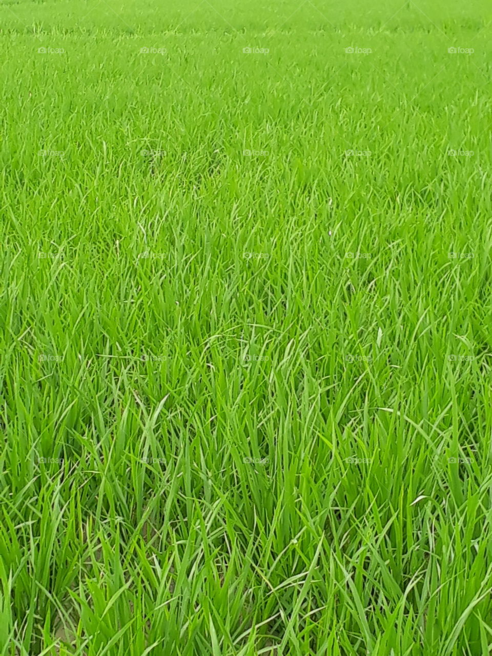 Purdy filled in Indian village