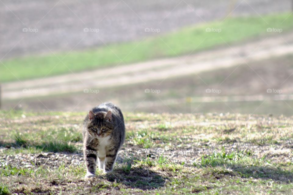 Grey tabby on the prowl in a rural area on a sunny day