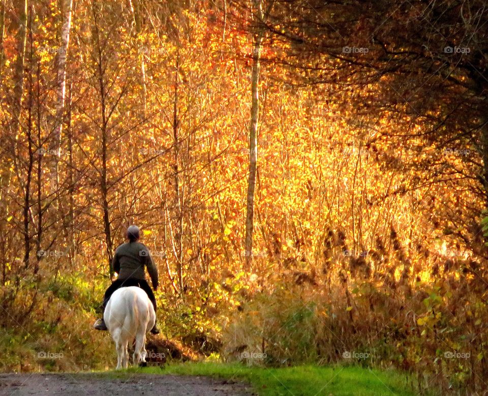 horseriding in Marchiennes North of France