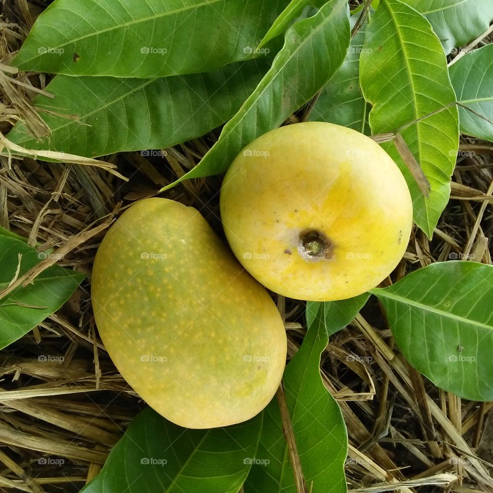 Amazing Mango