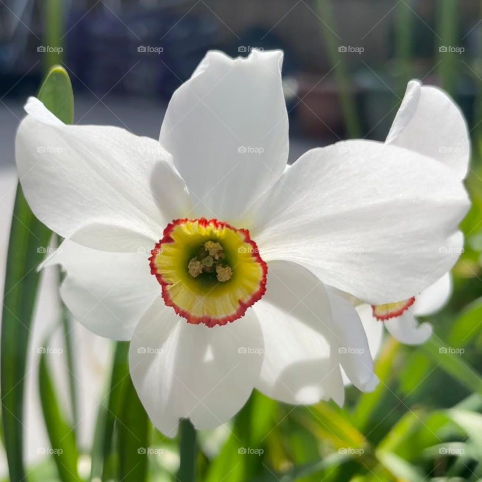 Poet's narcissus
