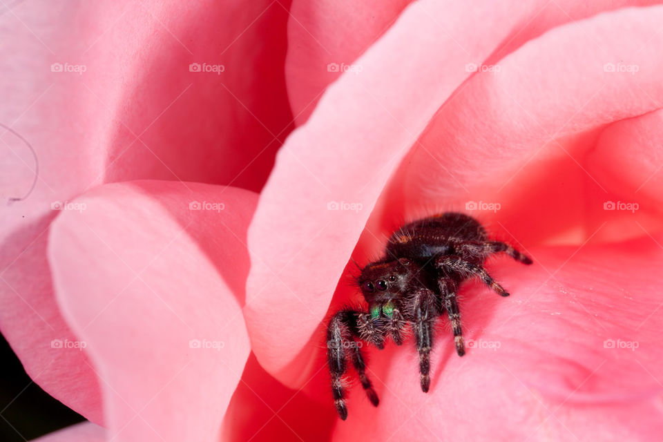 Jumping spider in pink flower