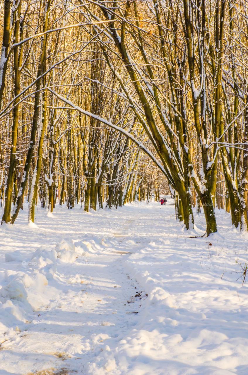 winter landscape