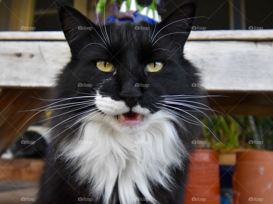 Meet this handsome cat, Tuxedo. Must be his black and white fur that got him this fitting name. 