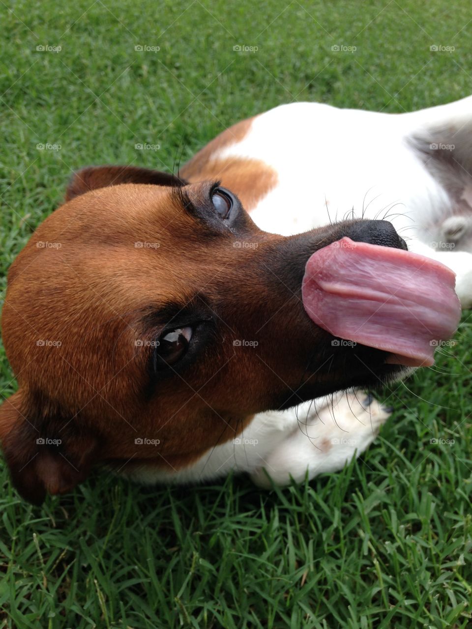 Let me lick you....just once!. Dog in the yard licking face
