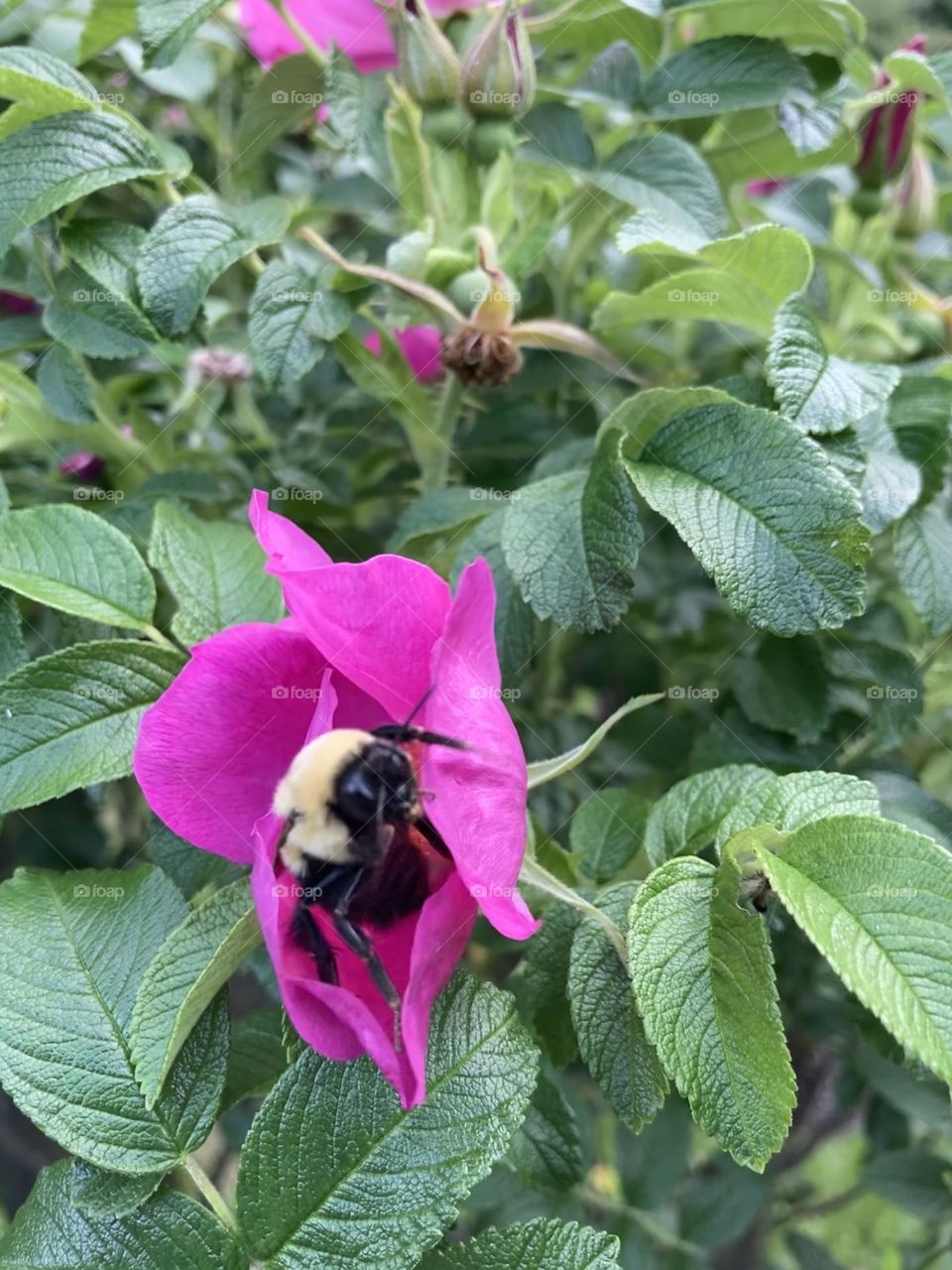Bee